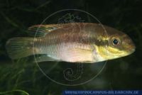 Pelvicachromis subocellatus "MATADI" , Augenfleck-Prachtbarsch; Rotvioletter Prachtbarsch, Violet Cichlid  