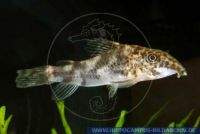 Corydoras barbatus, Panzerwels/Corydoras - Catfish, Banded Corydoras  