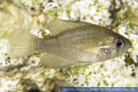 N32045, Enneacanthus obesus, Diamantbarsch, Blue spotted Sunfish  