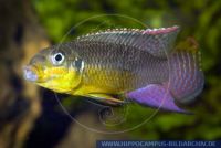 A55370, Pelvicachromis taeniatus "KIENKE", Smaragd-Prachtbarsch; Streifenprachtbarsch, Striped African dwarf Cichlid  