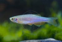 Danio albolineatus,Schillerbaerbling,Pearl danio