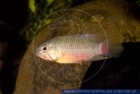 FSWFT0355 Apistogramma hongsloi<br>