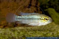 FSWFT0359 Apistogramma trifasciata<br>