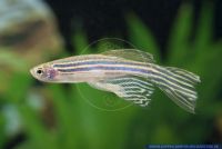 Danio rerio Schleier,Zebrabaerbling, Zebra Danio