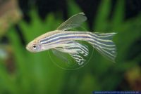 Danio rerio Schleier,Zebrabaerbling, Zebra Danio