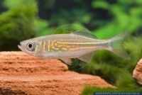 Devario aequipinnatus,Malabarkaerpfling,Malabaricus,Giant Danio