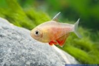 Hyphessobrycon flammeus Orange,Roter von Rio,Flame tetra