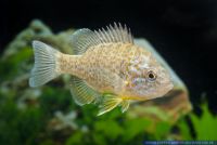 Lepomis gibbosus,Gemeiner Sonnenbarsch,Pumpkinseed Sunfish