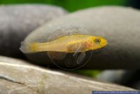 Mugilogobius rexi,Zitronengrundel,Gudgeon