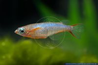 Oryzias woworae BLUE DAISY,Neon Reiskaerpfling,Neon Ricefish