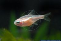 Paracheirodon innesi Gold,Neonsalmler,Neon tetra