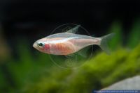 Paracheirodon innesi Gold,Neonsalmler,Neon tetra