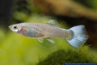 Poecilia reticulata,Guppy,Guppy