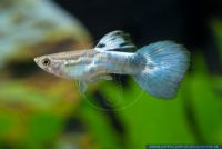 Poecilia reticulata,Guppy,Guppy