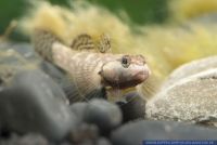 Rhinogobius duospilus,Weisswangengrundel,Whitegill Goby