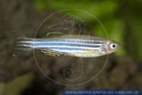 X28455, Brachydanio rerio, Zebrabaerbling, Zebra-Danio 