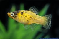 Xiphophorus maculatus Bumble Bee,Spiegel Platy,Maculatus-Platy