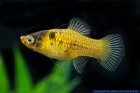 Xiphophorus maculatus Bumble Bee,Spiegel Platy,Maculatus-Platy