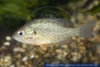 N58045, Lepomis gibbosus, Gemeiner Sonnenbarsch, Pumpkinseed Sunfish 