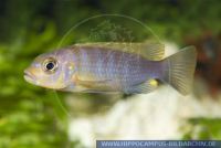 A78040, Maylandia aurora, Aurora Malawi-Cichlid, Aurora Malawi-Cichlid 