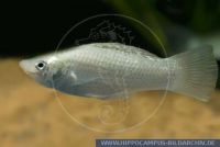 S63707, Poecilia latipinna "SILVER", Latipinna-Molly, Normal-Flosser/Normal finned, Silver-Molly, Sailfin Molly 