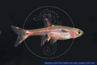 Boraras brigittae, Moskito-Rasbora, Moskito Rasbora, Indonesia, Sumatra, X84565 