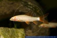 Epalzeorhynchus erythrurus (Labeo) "ALBINO", Gruener Fransenlipper, Red finned Shark,, Zuchtform/Breeding form, X44598 