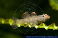 Rhinogobius duospilus, Wei§wangengrundel,
goby,
,Asia: China and Viet Nam,