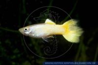 Poecilia reticulata, Guppy Neuzuechtung/New breeding form "Sunset", Guppy, Zuchform/Breeding form, B, S64227 