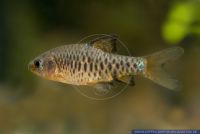 Barbus oligolepis, Eilandbarbe, Checker Barb, Indonesia,Sumatra,in rivers,brooks,lakes, X10795 