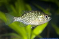 Lepomis gibbosus, Gemeiner Sonnenbarsch, Pumpkinseed Sunfish, North-America, N58045 