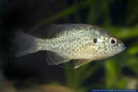 Lepomis gibbosus, Gemeiner Sonnenbarsch, Pumpkinseed Sunfish, North-America, N58045 