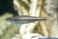 Notropis chrosomus, Rainbow Shiner, Rainbow Shiner, North-America, N66732 