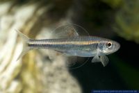 Notropis chrosomus, Rainbow Shiner, Rainbow Shiner, North-America, N66732 