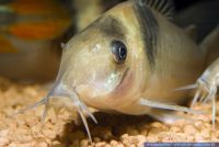 Corydoras virginae, Panzerwels, Corydoras catfish, Peru, W, S20942 