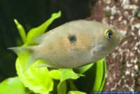 Etroplus maculatus, Punktierter Indischer Buntbarsch, Orange Chromide, Vorderindien, Southern India + Shri Lanka (in Suessw./freshwater+brackish water), X44835 