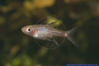 Boraras brigittae (Rasbora brigittae, urophthalma br.), Moskito-Rasbora, Moskito Rasbora, Indonesia, Sumatra, X84565 