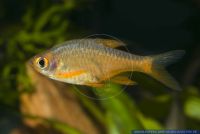 Rasboroides vaterifloris "YELLOW", Perlmuttbaerbling, Ceylonese Fire Barb; Vateria flower Rasbora, Sri Lanka, X84605 