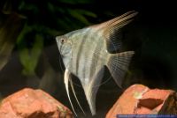 Pterophyllum scalareWild