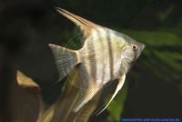 Pterophyllum scalare'Wild'