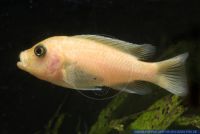 Maylandia pyrsonotos,Malawi-Cichlide,Malawi-Cichlid