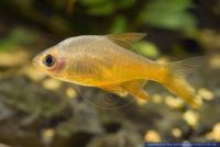 Rasboroides vaterifloris,Perlmuttbaerbling,Ceylonese Fire Barb,Vateria flower Rasbora