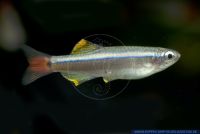 Tanichthys albonubes,Kardinalfisch,White Cloud Mountain Minnow