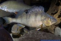 Perca fluviatilis,Flussbarsch,River Perch