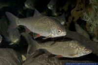 Tinca tinca,Schleie,Common Tench