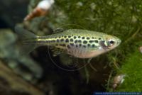 Danio tinwini,Zwergleopardbaerbling,Gold-Ring Danio