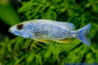 Otopharynx spec. Snowfield,Malawi-Buntbarsch,Malawi Cichlid