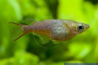 Oryzias woworae,Neon Reiskaerpfling,Neon Ricefish