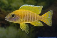 Aulonocara stuartgranti Maleri,Malawi Kaiserbuntbarsch,Malawi Cichlid