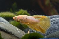 Betta splendens,Siamesischer Kampffisch,Siamese fighter